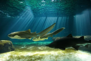 TALMONT ST HILAIRE aquarium